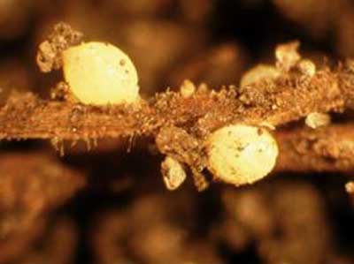 COVER CROPS AS HOSTS FOR SOYBEAN CYST NEMATODES